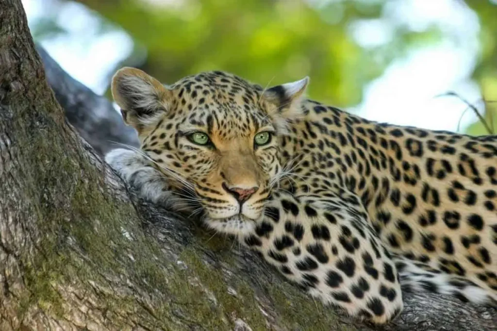 Leopards-In-Srilanka