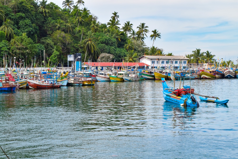 Take the boat from the fishery harbour out to sea