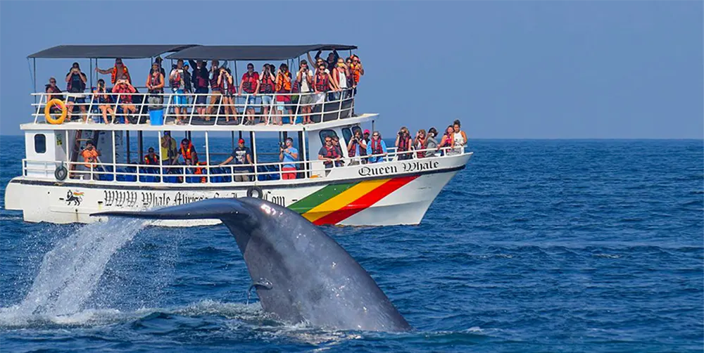 Whale watching