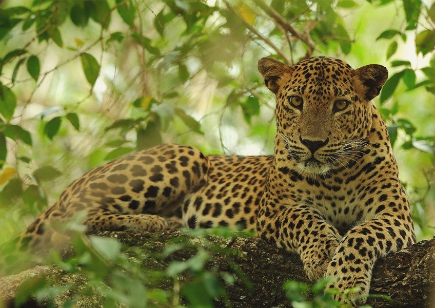 A majestic leopard resting on a rock in its natural habitat