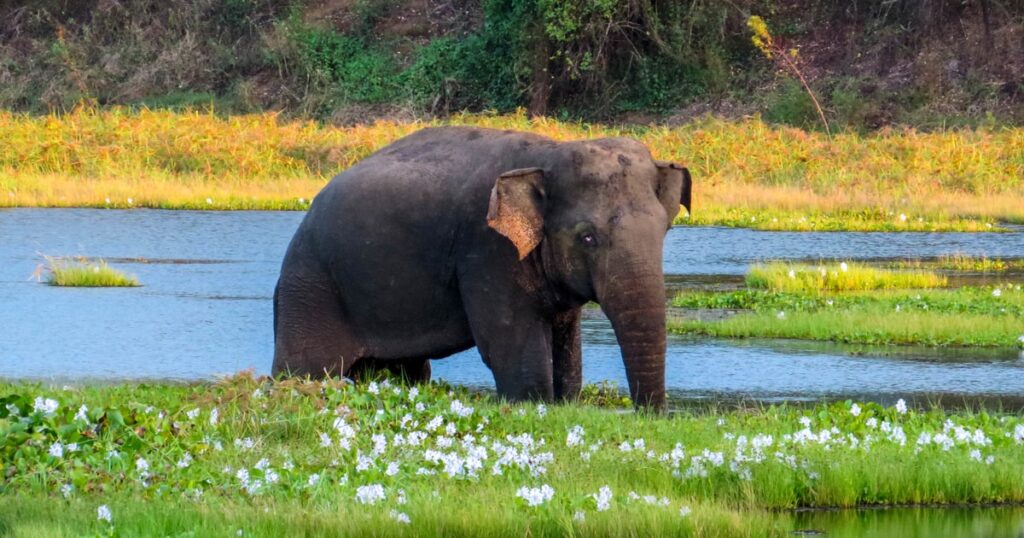 Wasgamuwa National Park