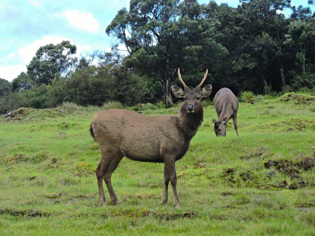 Horton Plains National Park